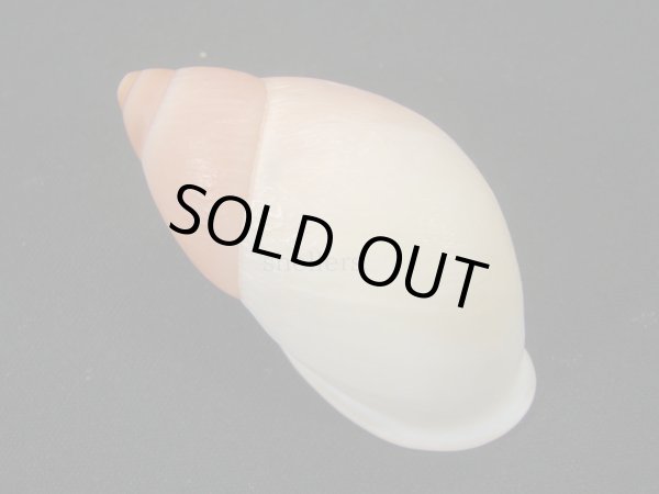 画像2: ハダアレオオアカマイマイ (Mirinaba cadeadensis) 美品 (2)