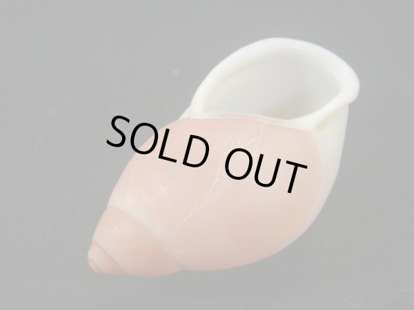 画像3: ハダアレオオアカマイマイ (Mirinaba cadeadensis) 美品 (3)