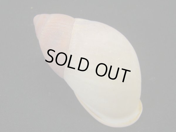 画像2: ハダアレオオアカマイマイ (Mirinaba cadeadensis) 美品 (2)