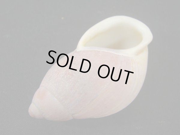 画像3: ハダアレオオアカマイマイ (Mirinaba cadeadensis) 美品 (3)