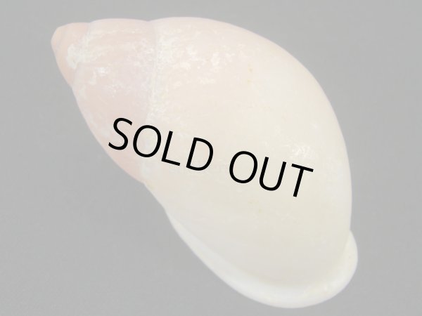 画像2: ハダアレオオアカマイマイ (Mirinaba cadeadensis) 大 特老成 (2)