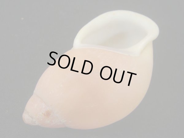 画像3: ハダアレオオアカマイマイ (Mirinaba cadeadensis) 大 特老成 (3)