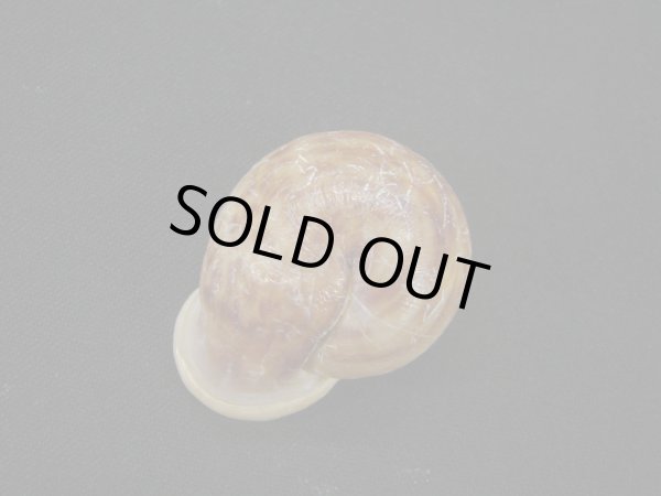 画像2: テッササカダチマイマイ (Anostoma tessa) (2)