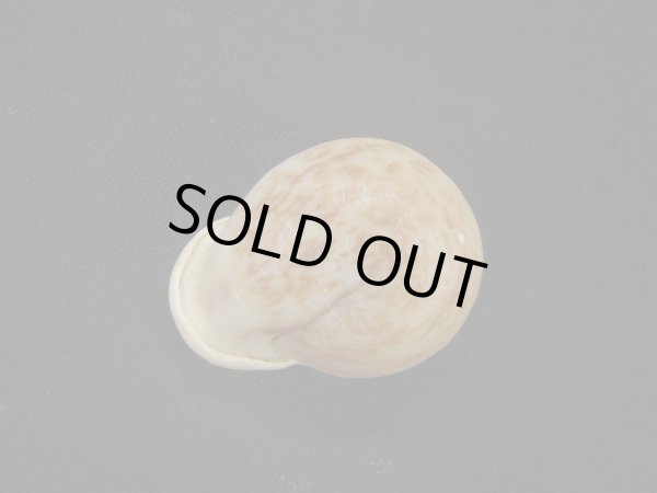 画像2: テッササカダチマイマイ (Anostoma tessa)  特老成 (2)