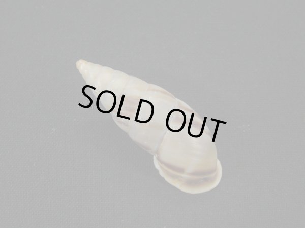 画像2: コルトロクチトジギセル (Spixia coltrorum) (2)