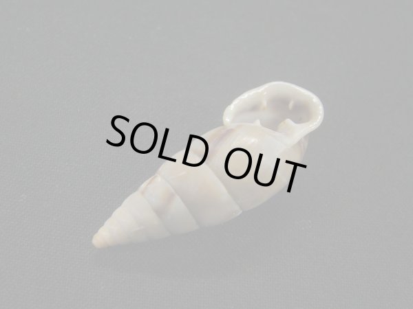 画像3: コルトロクチトジギセル (Spixia coltrorum) (3)