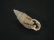 画像1: コルトロクチトジギセル (Spixia coltrorum)　美品 (1)