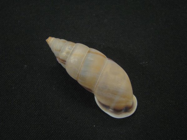 画像2: コルトロクチトジギセル (Spixia coltrorum) 美品 (2)