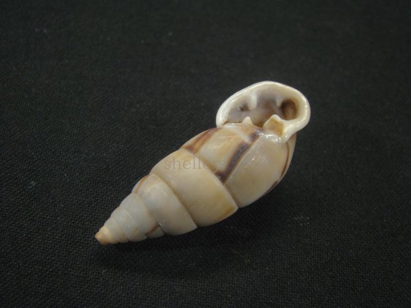 画像3: コルトロクチトジギセル (Spixia coltrorum) 美品 (3)