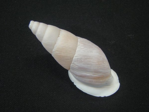 画像2: ミソッパアラハダマイマイ (Burringtonia pantagruelina minor) (2)