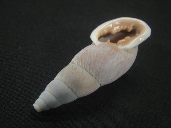 画像3: ミソッパアラハダマイマイ (Burringtonia pantagruelina minor) (3)