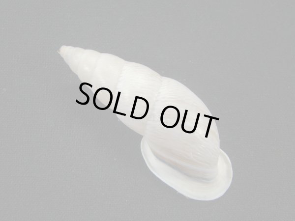 画像2: バリントンアラハダマイマイの仲間 (Burringtonia pantagruelina) 美品 (2)