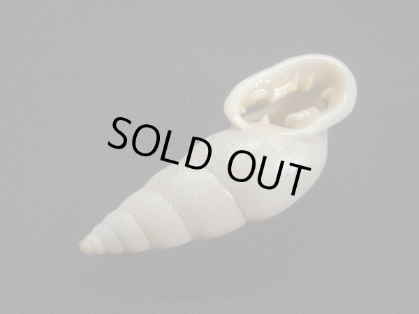 画像3: バリントンアラハダマイマイの仲間 (Burringtonia pantagruelina) 美品 (3)