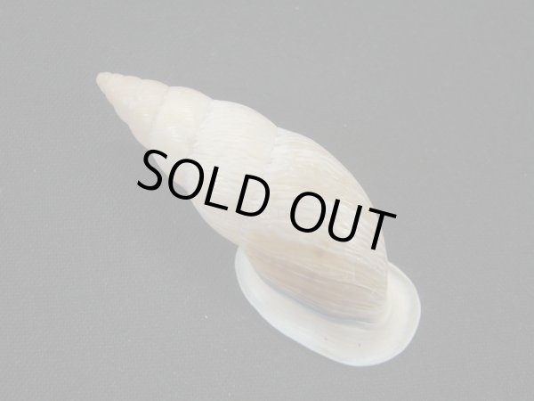 画像2: バリントンアラハダマイマイの仲間 (Burringtonia pantagruelina) 特美品 (2)