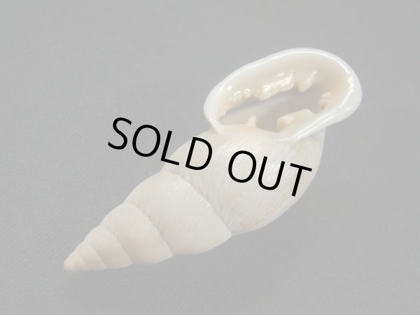 画像3: バリントンアラハダマイマイの仲間 (Burringtonia pantagruelina) 特美品 (3)