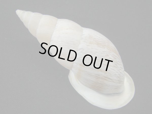 画像2: バリントンアラハダマイマイ (Burringtonia labrosa) 美品 (2)