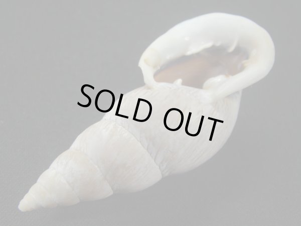 画像3: バリントンアラハダマイマイ (Burringtonia labrosa) 美品 (3)