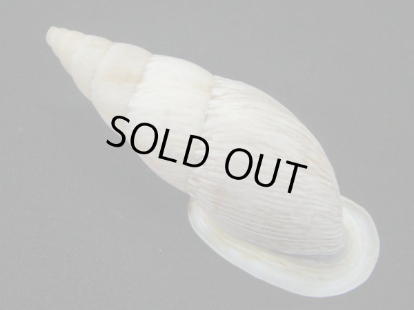 画像2: バリントンアラハダマイマイ (Burringtonia labrosa)　美品 (2)