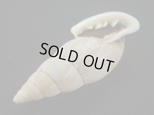 画像3: バリントンアラハダマイマイ (Burringtonia labrosa)　美品 (3)