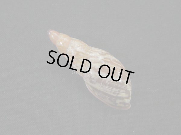 画像2: ナガクビレマイマイ (Gonyostomus egregius)　特美品 (2)