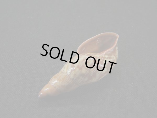 画像3: ナガクビレマイマイ (Gonyostomus egregius)　特美品 (3)