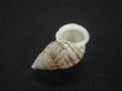 画像3: ミカンマイマイの仲間(Drymaeus aff. terreus) (3)