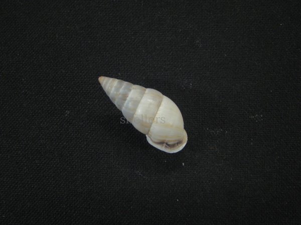 画像2: オニグチギセルの仲間(Bahiensis ciaranus) 美品 (2)