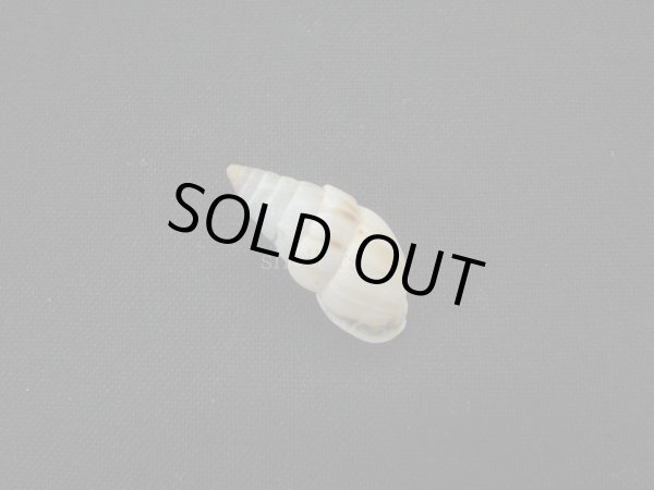 画像2: オニグチギセルの仲間(Bahiensis ciaranus) (2)