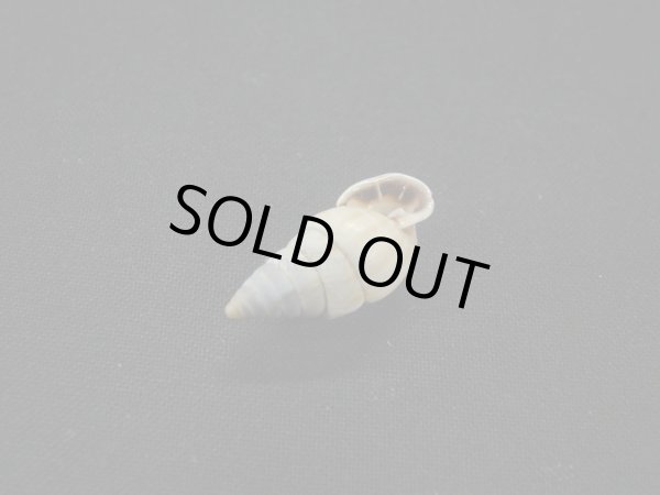 画像3: オニグチギセルの仲間(Bahiensis ciaranus) (3)