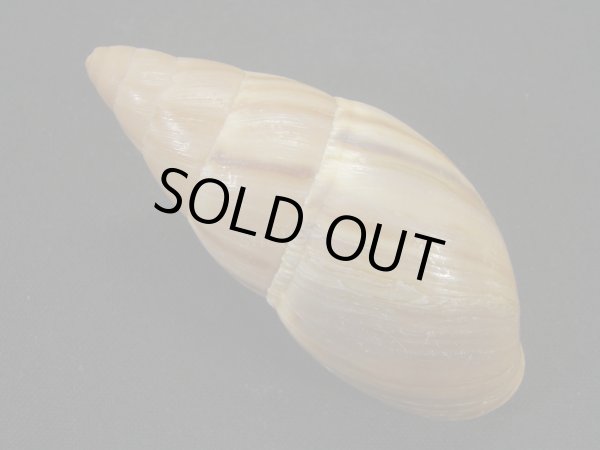 画像2: ホソナガマイマイ(Thaumastus taunaisii)　大　特老成　特美品 (2)