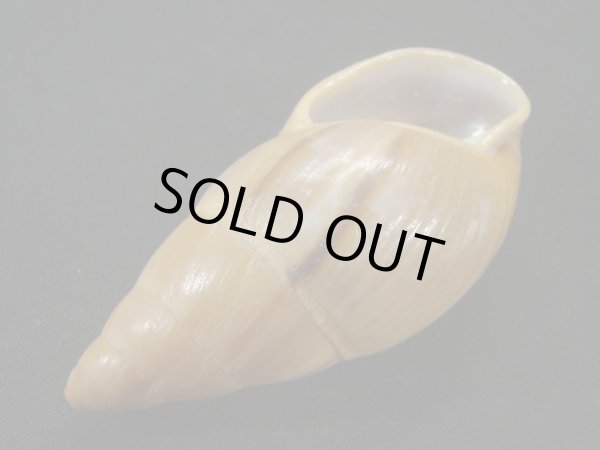 画像3: ホソナガマイマイ(Thaumastus taunaisii)　大　特老成　特美品 (3)