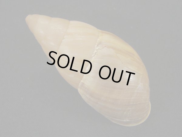 画像2: ホソナガマイマイ(Thaumastus taunaisii) (2)