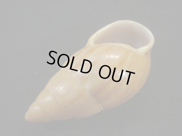 画像3: ホソナガマイマイ(Thaumastus taunaisii) (3)