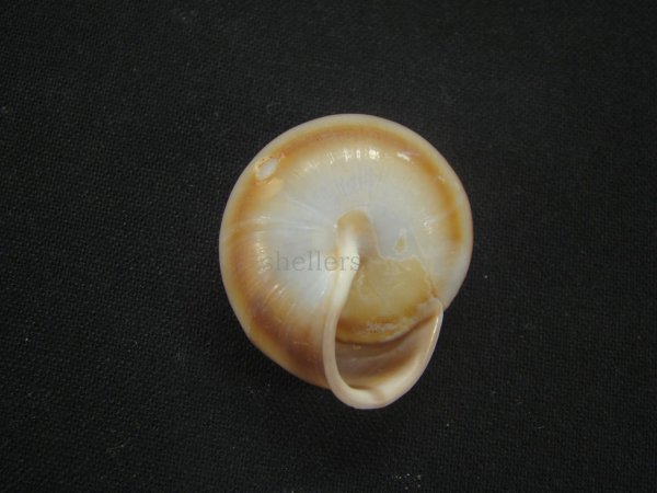 画像2: 新種カタツムリ[Minaselates paradoxa(Cuezzo＆Pena,2017)] (2)