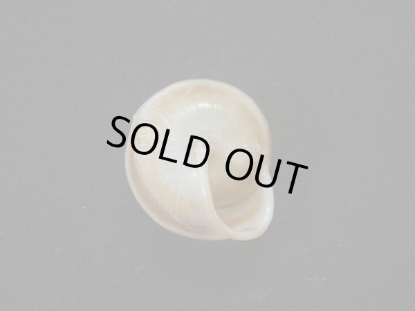 画像2: 新種カタツムリ[Minaselates paradoxa(Cuezzo＆Pena,2017)] (2)