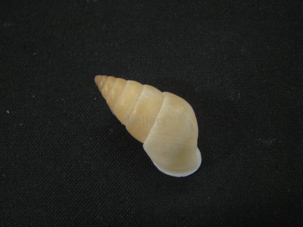 画像2: トウガタマイマイの仲間(Naesiotus carlucioi) (2)