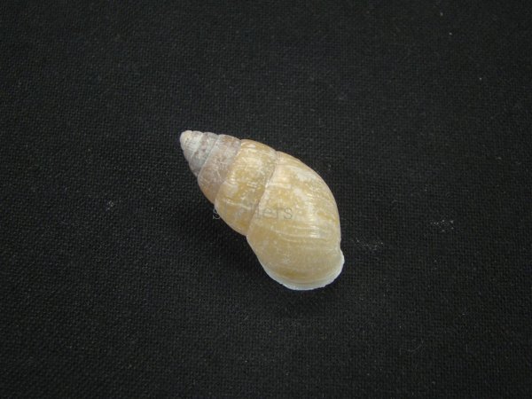 画像2: トウガタマイマイの仲間(Rhinus taipuensis) (2)