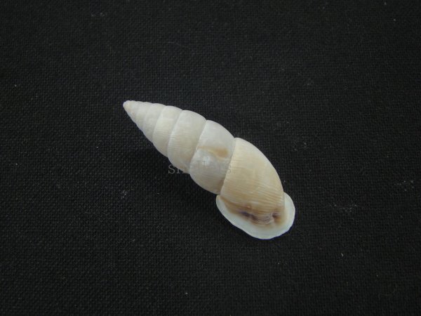 画像2: アラハダマイマイの仲間（Cyclodontina chaseae） (2)