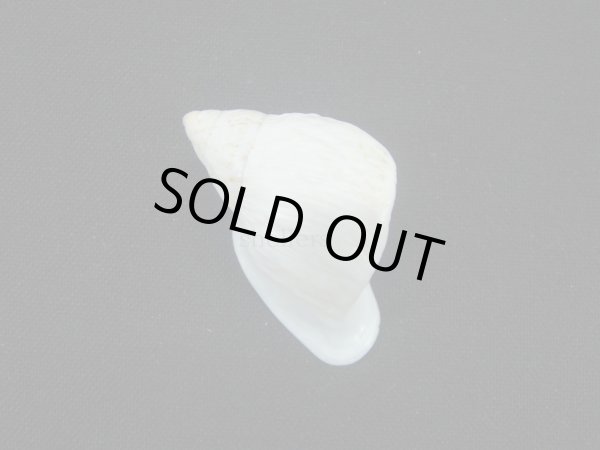 画像2: ホカケマイマイの仲間(Cochlorina intensior)美品 (2)