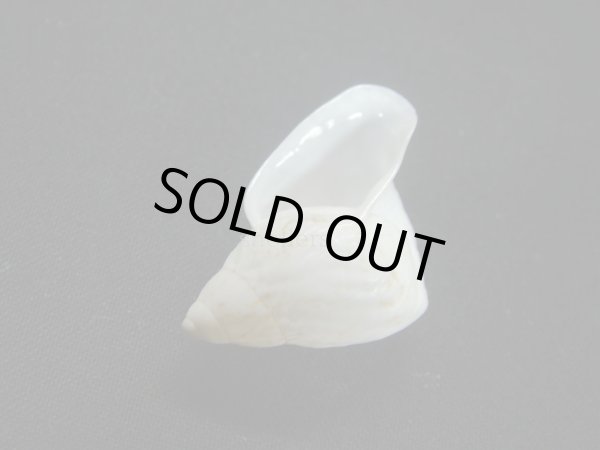 画像3: ホカケマイマイの仲間(Cochlorina intensior)美品 (3)