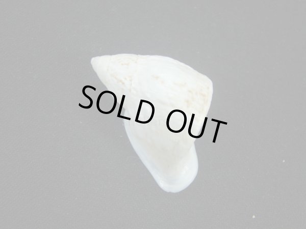 画像2: ホカケマイマイの仲間(Cochlorina intensior)美品 (2)