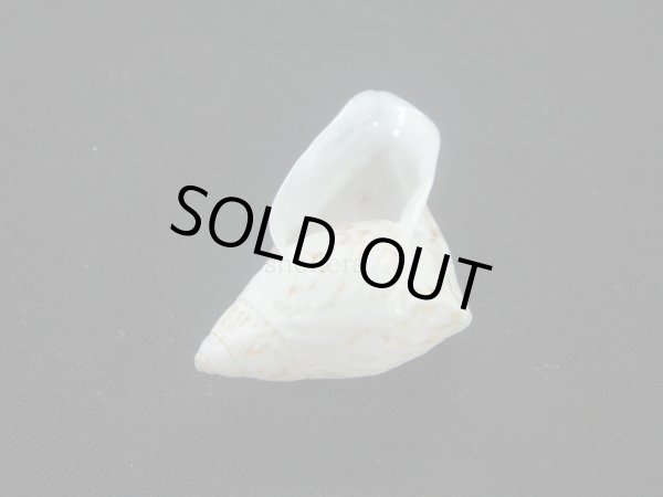 画像3: ホカケマイマイの仲間(Cochlorina intensior)美品 (3)