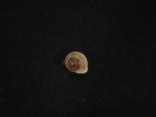チュピンエントツアツブタ ヤマタニシ科 陸産貝 | www.sspkyjov.cz