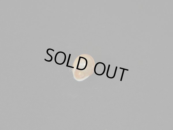 画像2: ジャマイカヤマキサゴの仲間（Helicina angulata） (2)