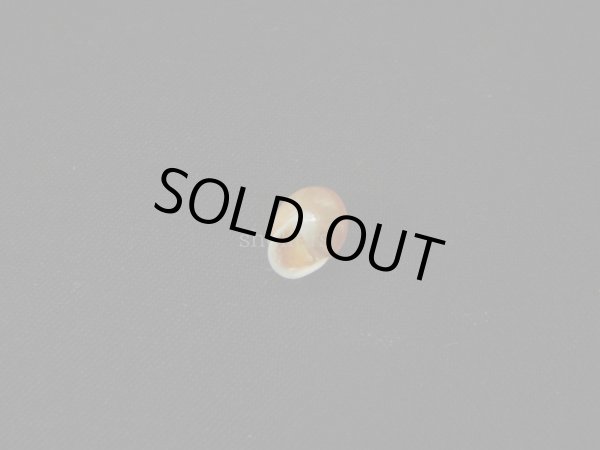 画像2: ジャマイカヤマキサゴの仲間（Helicina angulata） (2)