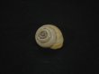 画像1: Coryda alauda quinonesi　腰高型 (1)