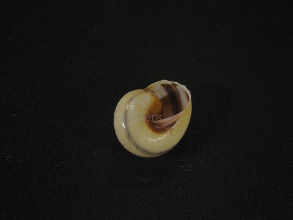 画像2: Coryda alauda quinonesi (2)