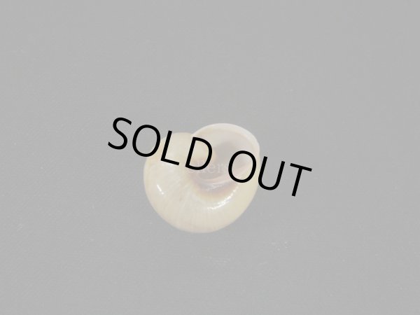 画像2: Coryda alauda quinonesi 老成 美品 (2)