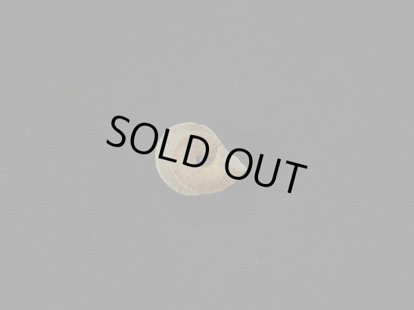 画像3: Cerion disforme nodali (3)