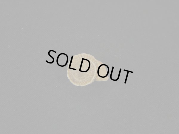 画像2: Cerion disforme nodali (2)